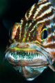   Cardinalfish brooding eggs 60mm lens diopter. diopter  